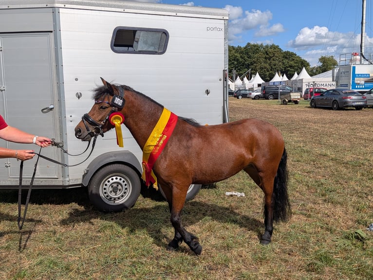 Poni Dartmoor Yegua 3 años 124 cm  in Friesoythe