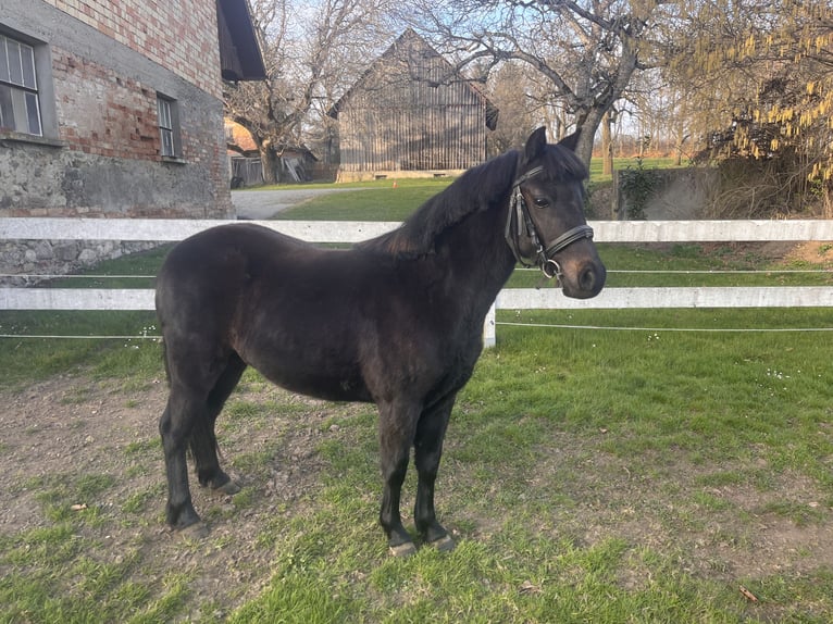 Poni Dartmoor Yegua 5 años 113 cm Negro in Aulendorf