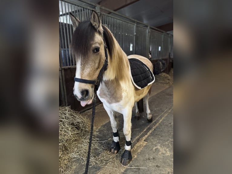 Poni Dartmoor Mestizo Yegua 6 años 147 cm Pío in Neuss