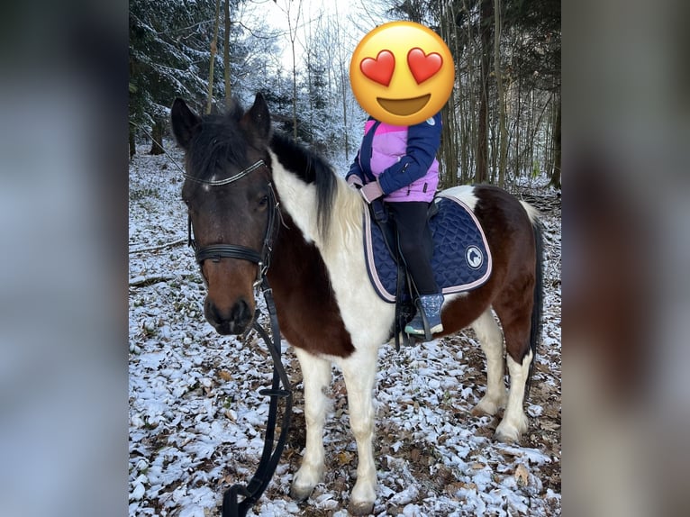 Poni Dartmoor Yegua 9 años 125 cm Pío in Ried im Innkreis