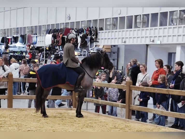 Poni de Dulmen Caballo castrado 10 años 138 cm Bayo in Lienen