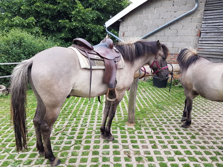 Poni de Dulmen Caballo castrado 13 años 147 cm Bayo in Schleiden