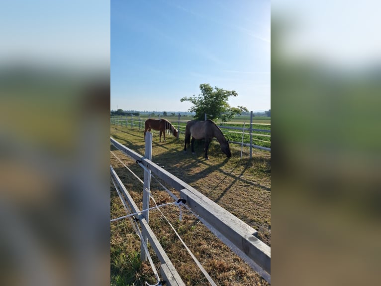 Poni de Dulmen Mestizo Caballo castrado 25 años 166 cm  in Neuhofen