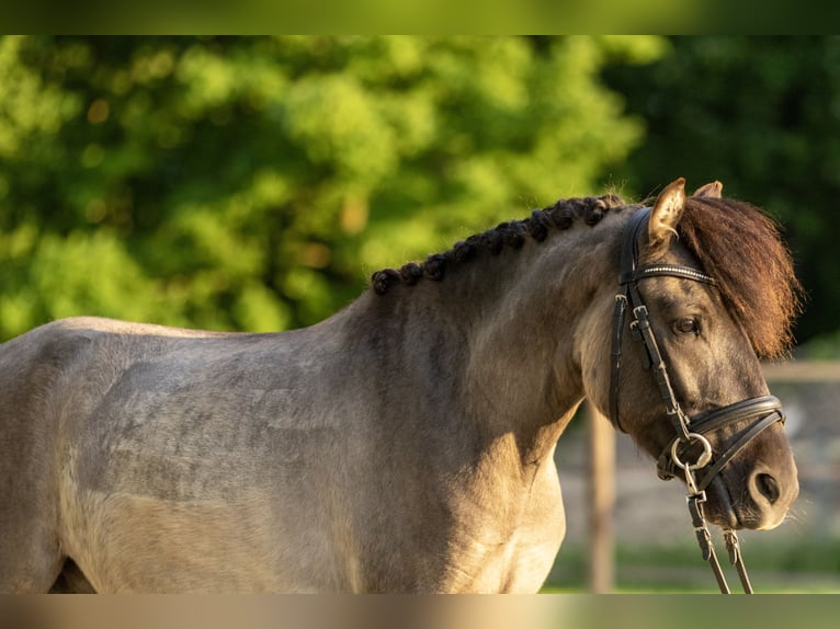 Poni de Dulmen Caballo castrado 3 años 127 cm Bayo in Lünen