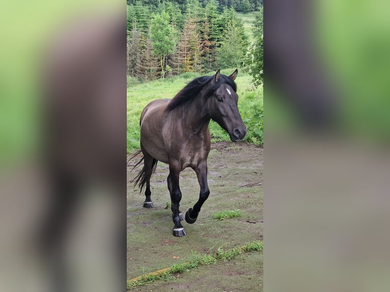 Poni de Dulmen Caballo castrado 4 años 145 cm Bayo in Maxsain