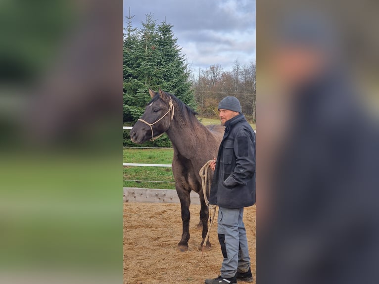 Poni de Dulmen Caballo castrado 4 años 145 cm Bayo in Maxsain
