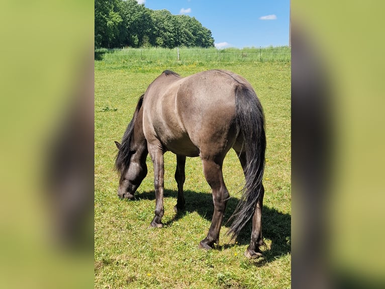 Poni de Dulmen Caballo castrado 4 años 145 cm Bayo in Maxsain