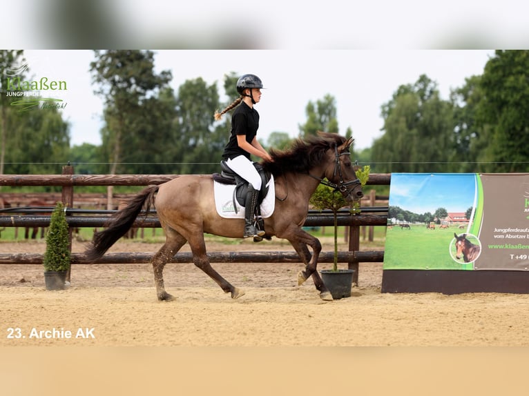 Poni de Dulmen Caballo castrado 5 años Bayo in Bocholt