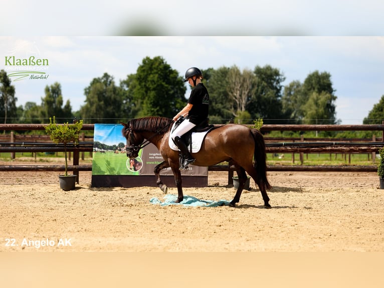 Poni de Dulmen Caballo castrado 5 años Bayo in Bocholt