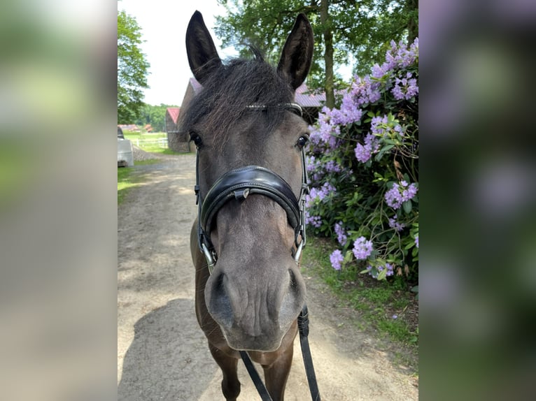 Poni de Dulmen Caballo castrado 6 años 137 cm Morcillo in Dorsten