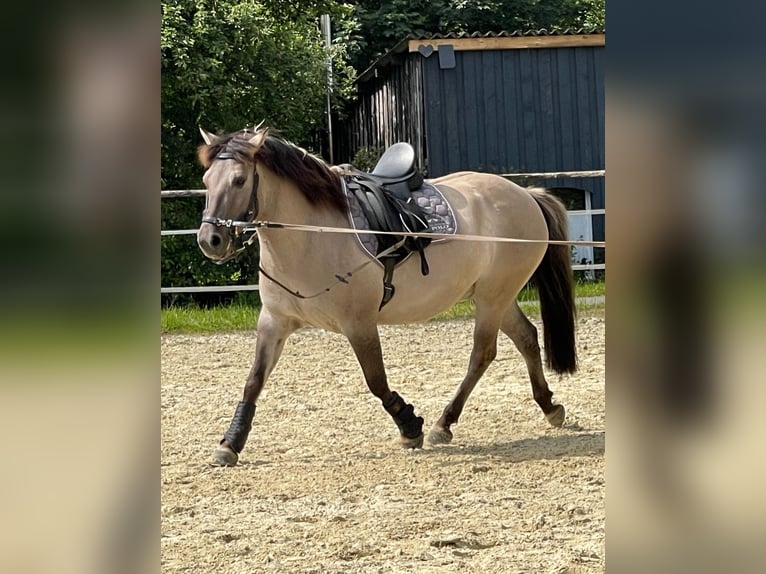 Poni de Dulmen Caballo castrado 8 años 137 cm Bayo in Wipperf&#xFC;rth