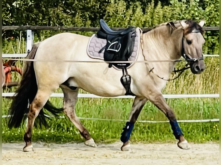 Poni de Dulmen Caballo castrado 8 años 137 cm Bayo in Wipperf&#xFC;rth