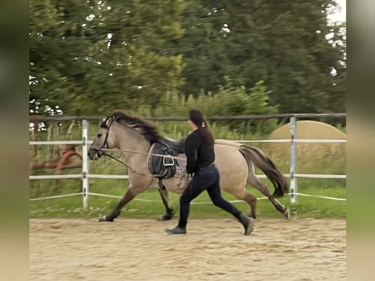 Poni de Dulmen Caballo castrado 8 años 137 cm Bayo in Wipperf&#xFC;rth