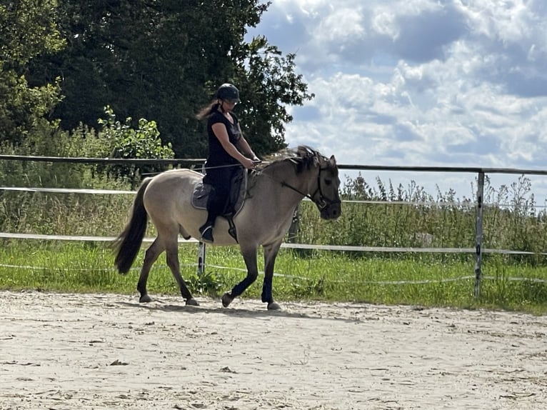 Poni de Dulmen Caballo castrado 8 años 137 cm Bayo in Wipperf&#xFC;rth