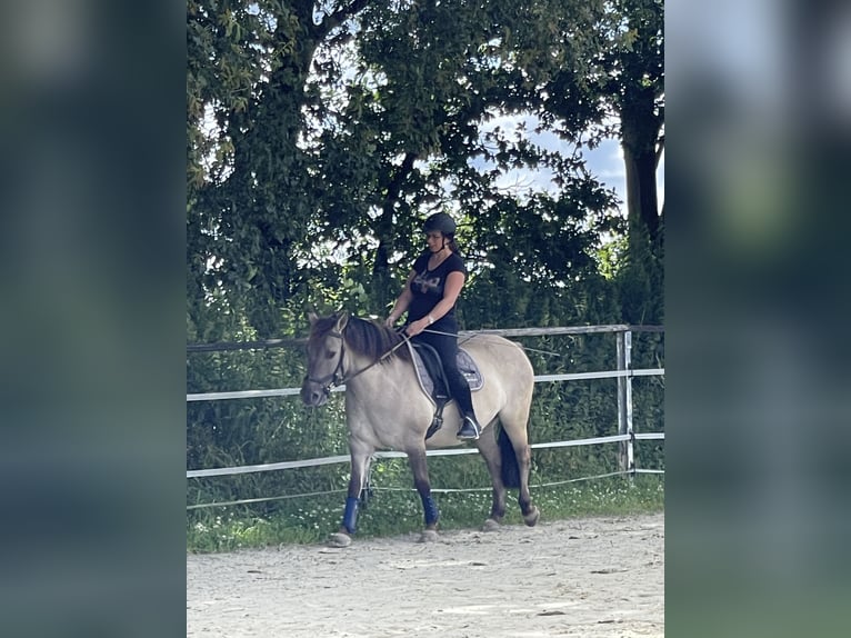 Poni de Dulmen Caballo castrado 8 años 137 cm Bayo in Wipperf&#xFC;rth
