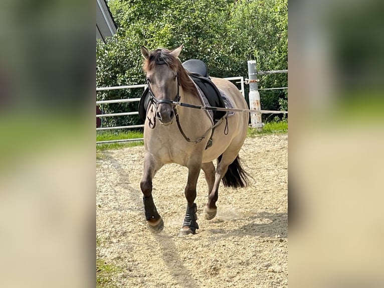 Poni de Dulmen Caballo castrado 8 años 137 cm Bayo in Wipperf&#xFC;rth