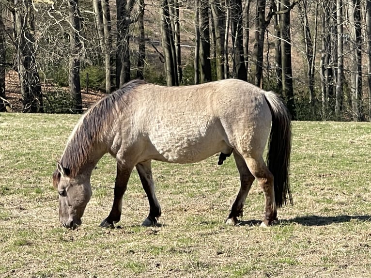 Poni de Dulmen Caballo castrado 8 años 137 cm Bayo in Wipperf&#xFC;rth