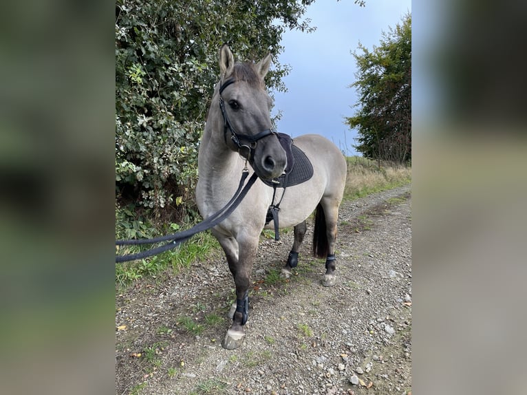Poni de Dulmen Caballo castrado 8 años 137 cm Bayo in Wipperf&#xFC;rth