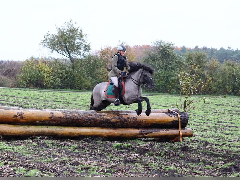 Poni de Dulmen Semental 10 años 138 cm Bayo in Lienen