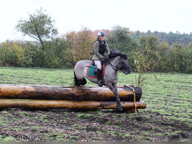 Poni de Dulmen Semental 10 años 138 cm Bayo in Lienen