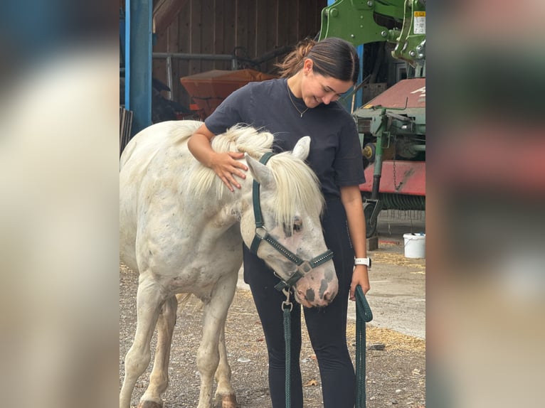 Poni de silla austríaco Caballo castrado 11 años 135 cm Tordo in Dietlikon