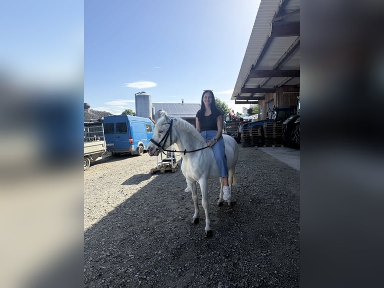 Poni de silla austríaco Caballo castrado 11 años 135 cm Tordo in Dietlikon