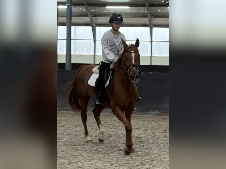 Poni de silla austríaco Mestizo Caballo castrado 6 años 150 cm Alazán in Nettetal
