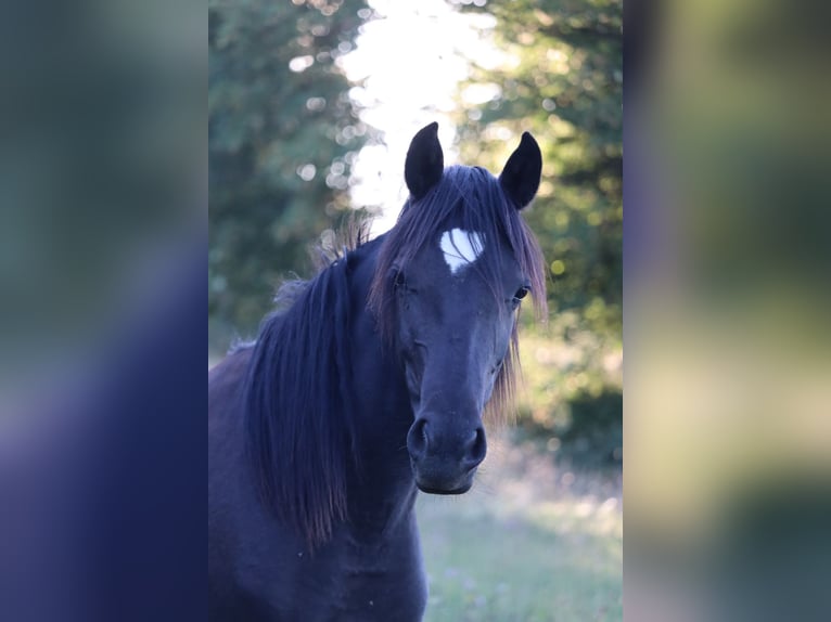 Poni de silla austríaco Yegua 1 año 145 cm Negro in St.Georgen an der Leys