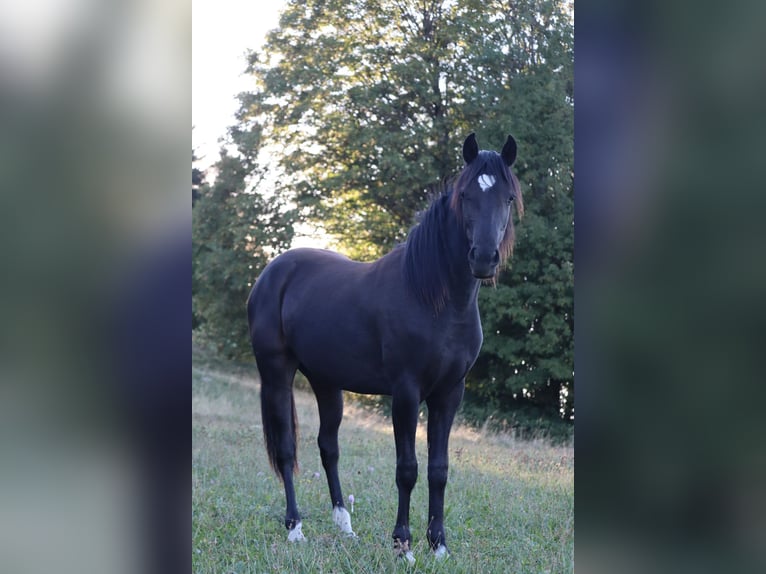 Poni de silla austríaco Yegua 1 año 145 cm Negro in St.Georgen an der Leys