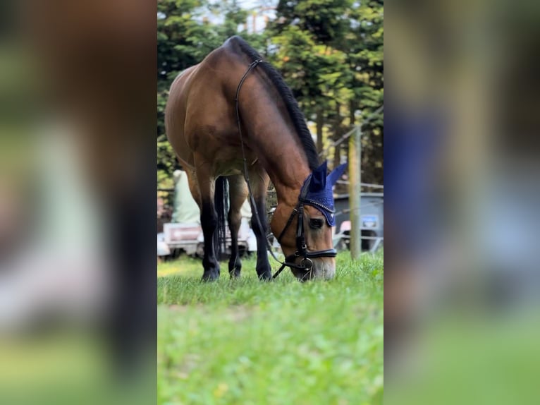 Poni Exmoor Caballo castrado 13 años 136 cm Castaño in Blaricum