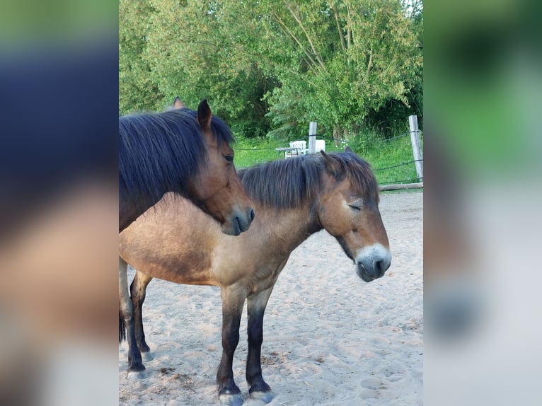 Poni Exmoor Caballo castrado 24 años 120 cm Castaño in Bückeburg