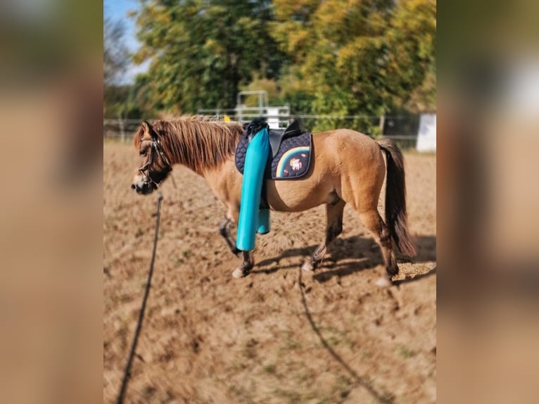 Poni Exmoor Mestizo Caballo castrado 4 años 130 cm Buckskin/Bayo in Warnitz