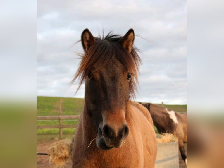Poni Exmoor Mestizo Caballo castrado 4 años 130 cm Buckskin/Bayo in Warnitz