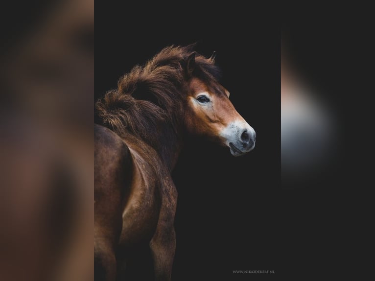 Poni Exmoor Caballo castrado 7 años 136 cm Castaño claro in Oldenzaal