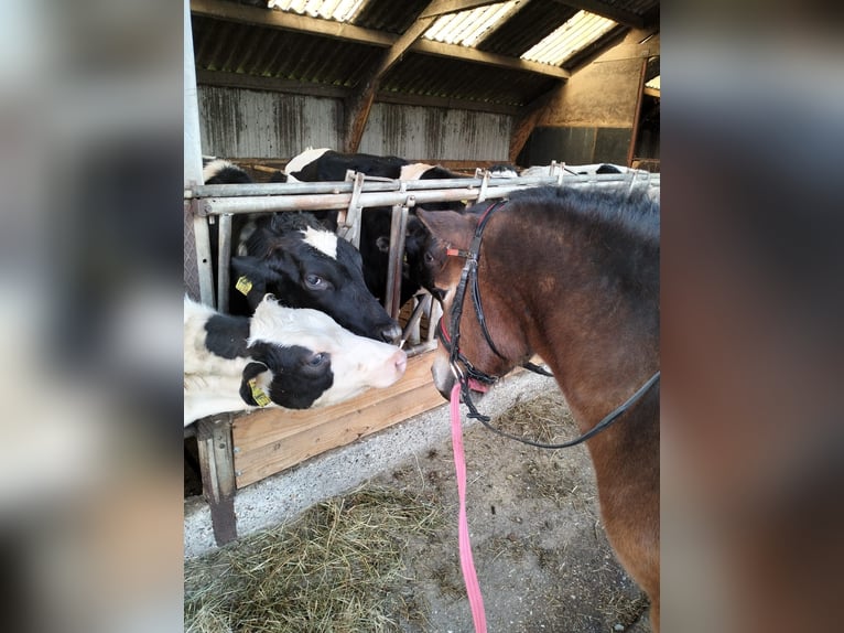 Poni Exmoor Caballo castrado 8 años 122 cm Castaño in Luinjeberd