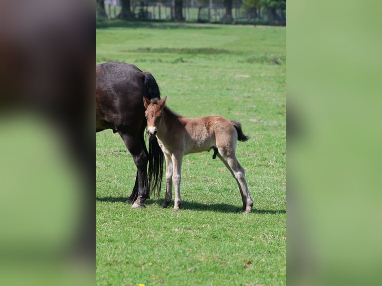 Poni Exmoor Semental 1 año 130 cm Castaño in Hofgeismar