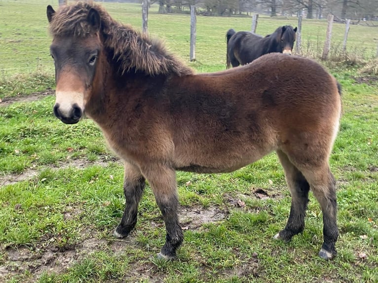 Poni Exmoor Semental 1 año 130 cm Castaño in Hofgeismar