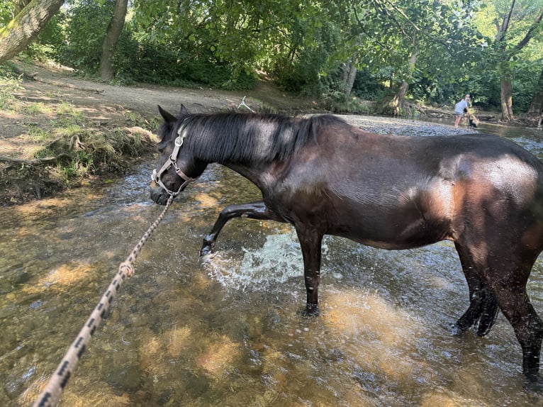 Poni Exmoor Yegua 11 años 125 cm Castaño oscuro in Frankfurt am Main