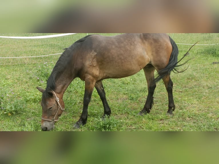 Poni Exmoor Yegua 18 años 130 cm Castaño in Nieden