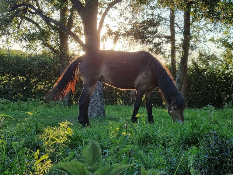 Poni Exmoor Yegua 3 años 135 cm Alazán-tostado in Didam