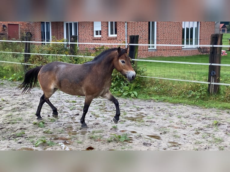 Poni Exmoor Yegua 5 años 134 cm Castaño in Verden (Aller)