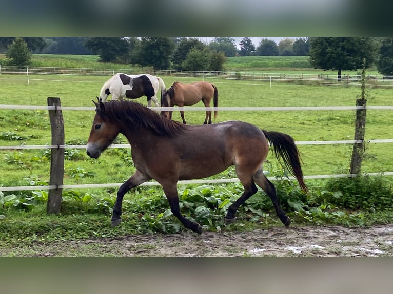 Poni Exmoor Yegua 5 años 135 cm Alazán-tostado in Verden (Aller)