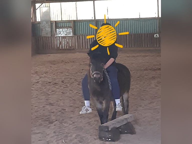 Poni Exmoor Yegua 8 años 128 cm Alazán-tostado in Dietzenbach