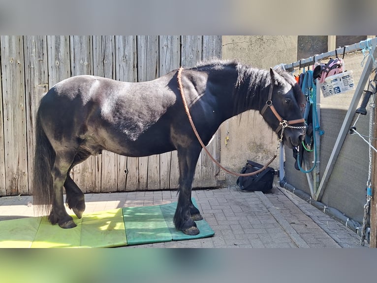 Poni Fell Caballo castrado 10 años 140 cm Negro in Neckarsteinach