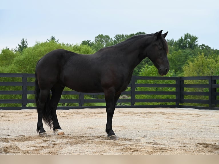 Poni Fell Caballo castrado 11 años 142 cm Negro in Batesville