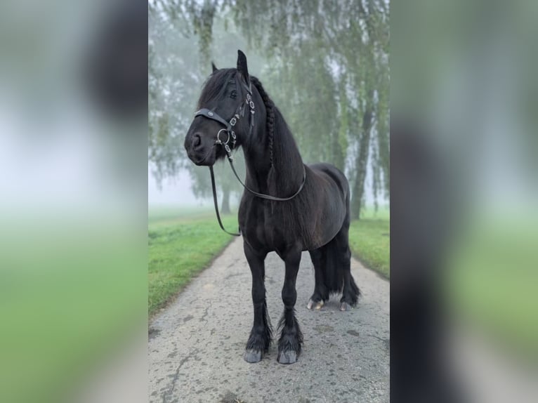Poni Fell Caballo castrado 12 años 140 cm Negro in Mettmann