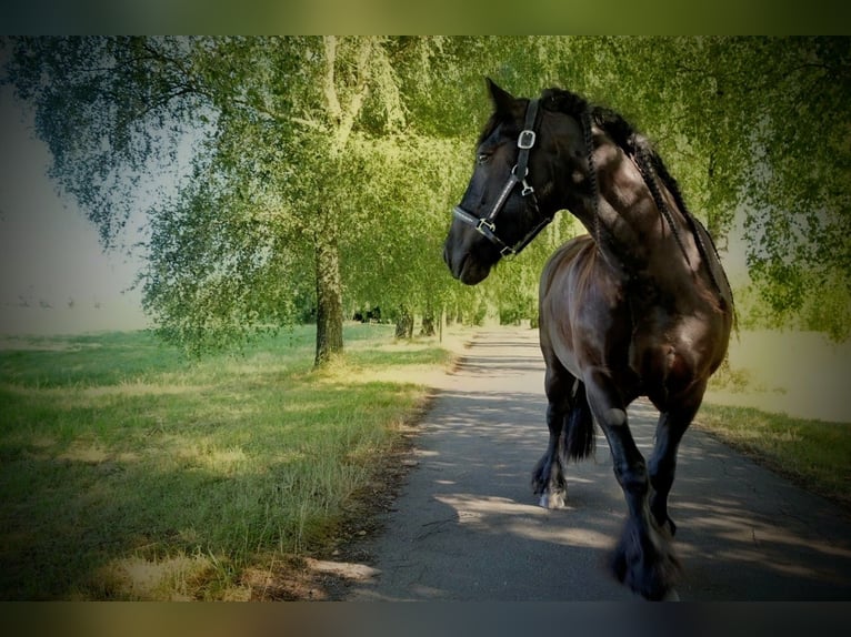 Poni Fell Caballo castrado 12 años 140 cm Negro in Mettmann