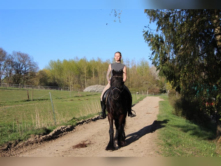 Poni Fell Caballo castrado 13 años 147 cm Negro in Eppenrod