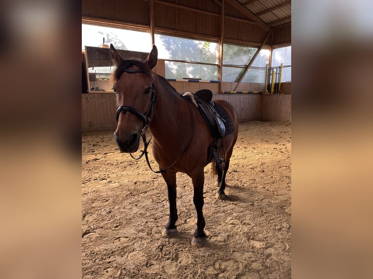 Poni Fell Caballo castrado 18 años 144 cm Castaño in SprockhövelSprockhövel