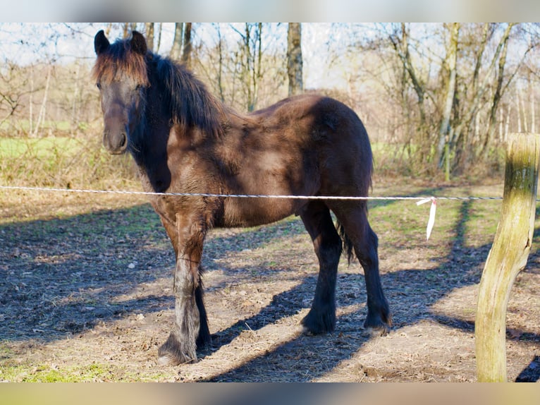 Poni Fell Caballo castrado 1 año Negro in Eastermar